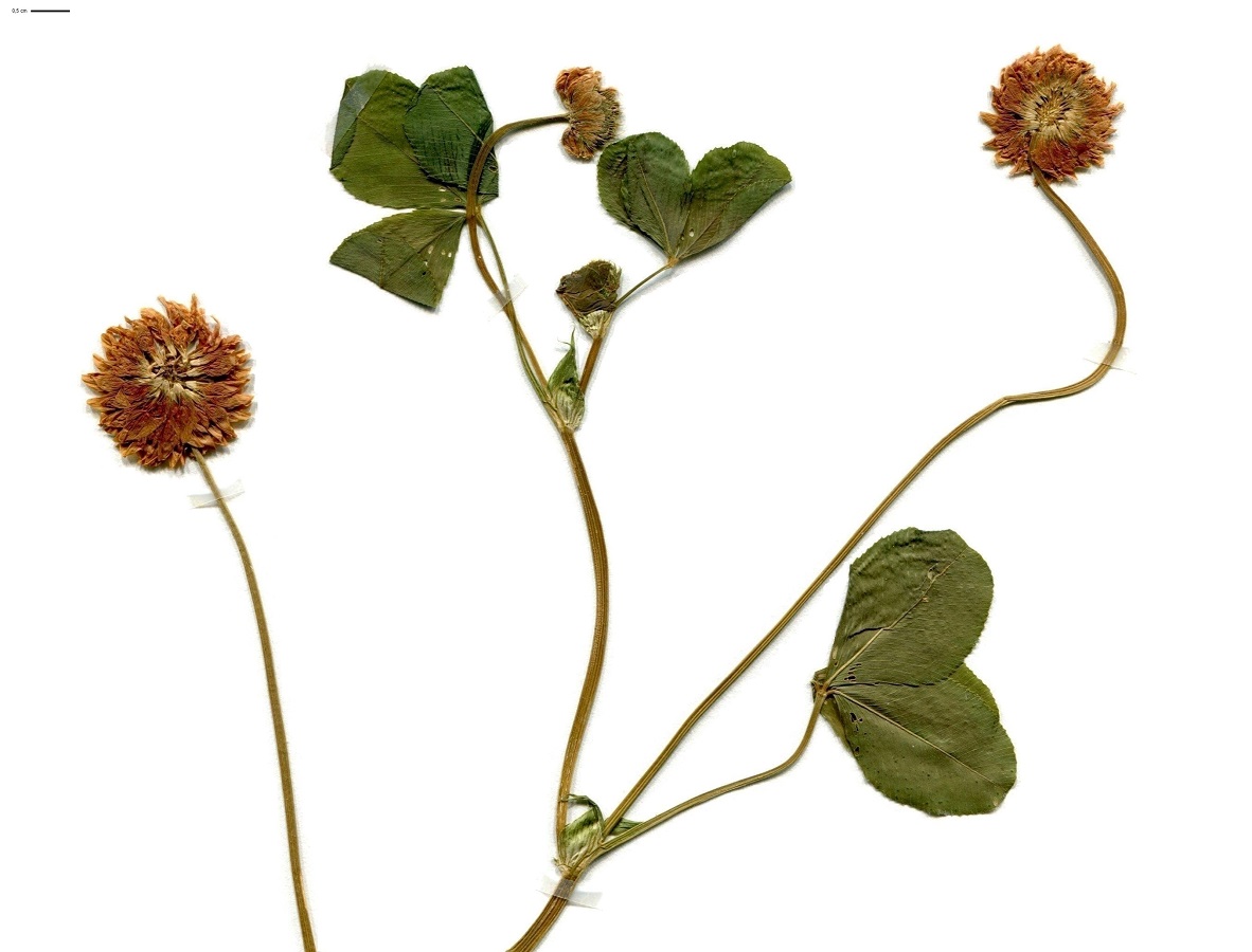 Trifolium hybridum var. hybridum (Fabaceae)